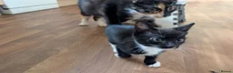 Mixed Breed cats for sale: Black and white kitten for sale  - Advert 3