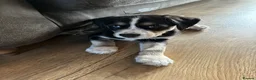 Mixed Breed dogs for sale: Cocker Spaniel x Siberian Husky Puppies - Advert 14
