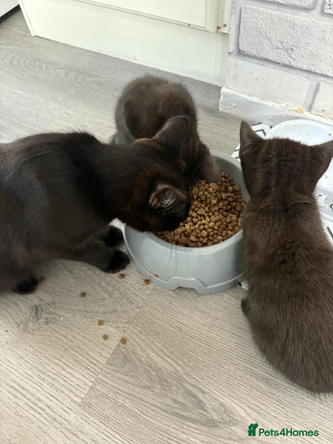 Bombay cats for sale: Two Bombay mix kittens - Image 5