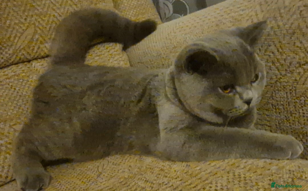 British Shorthair cats for sale: Beautiful BSH Boy - Advert 7