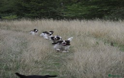 English Springer Spaniel dogs for sale: English springer spaniel puppies  - Advert 6