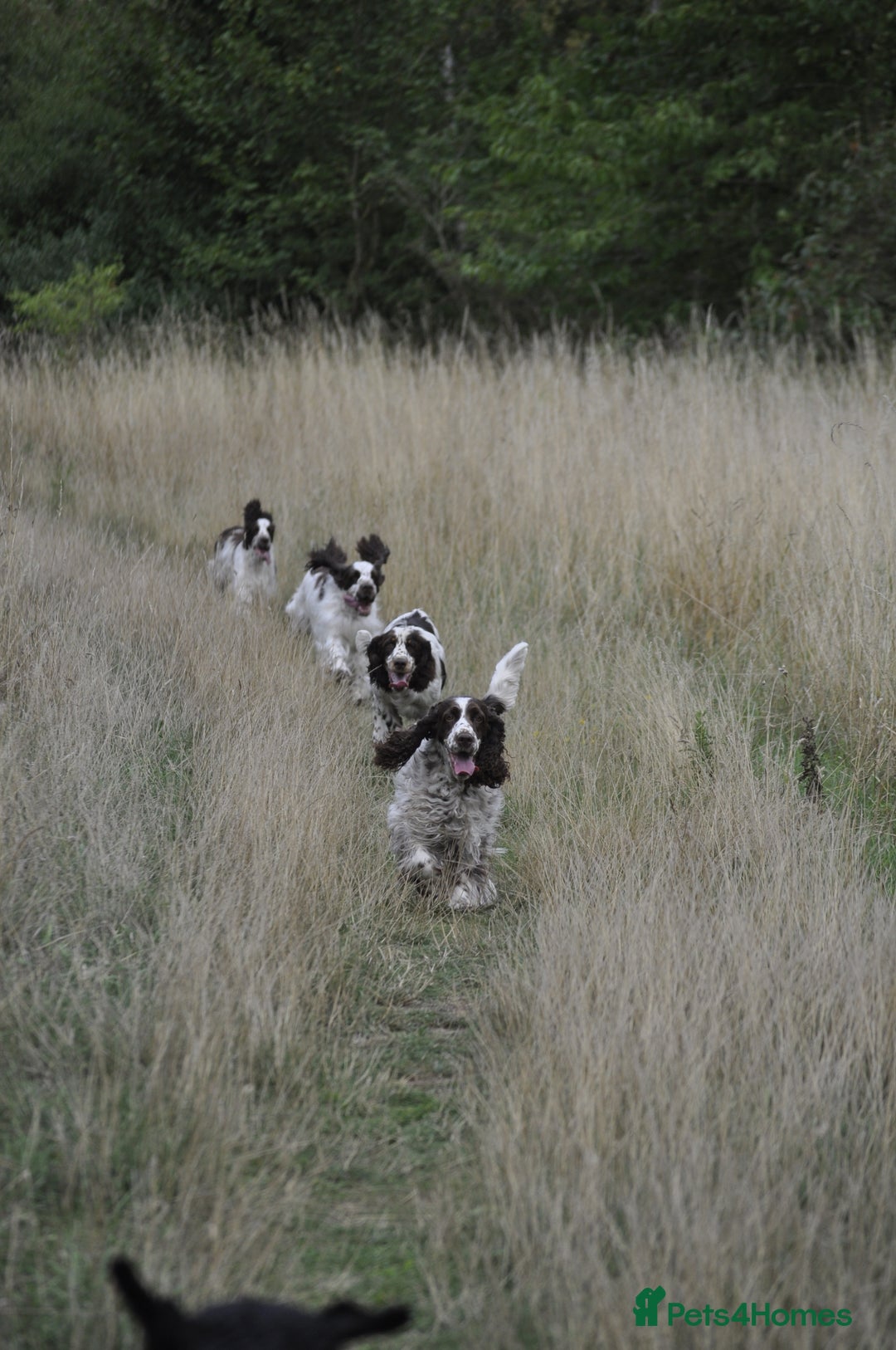 English Springer Spaniel dogs for sale: English springer spaniel puppies  - Advert 6
