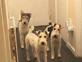 Fox Terrier dogs Female fox terrier - Advert 4