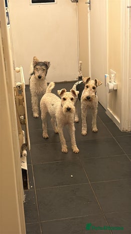 Fox Terrier dogs Female fox terrier - Advert 1