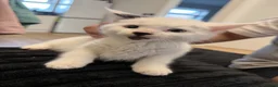 Mixed Breed cats for sale: 2 male kittens  - Advert 4