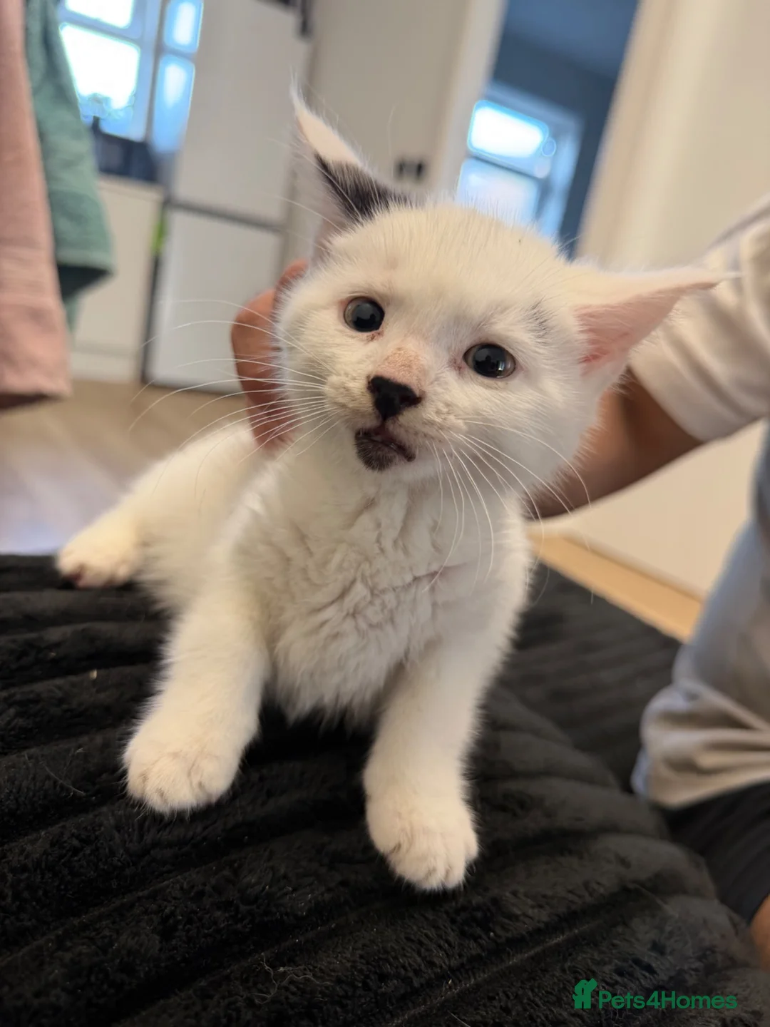 Mixed Breed cats for sale: 2 male kittens  - Advert 4