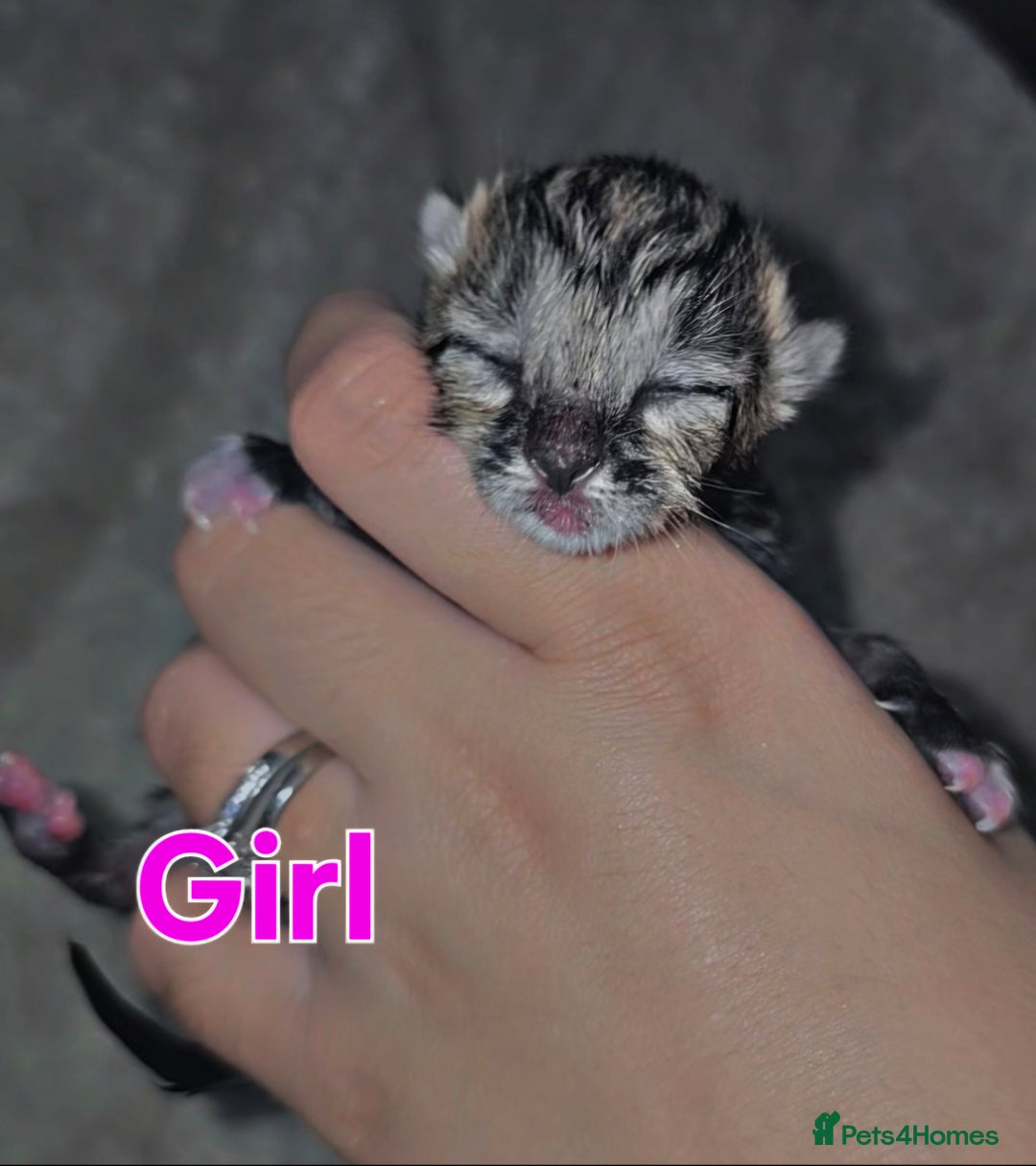 Savannah cats for sale: 🐾Savannah X Domestic Shorthair Cubs - Image 5