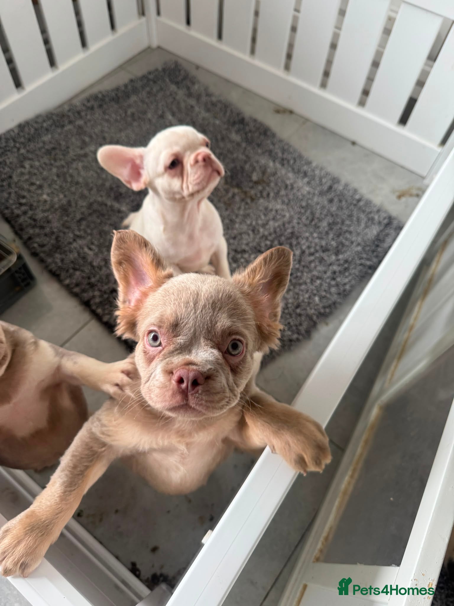 French Bulldog dogs Beautiful French Bulldog puppies - Advert 2