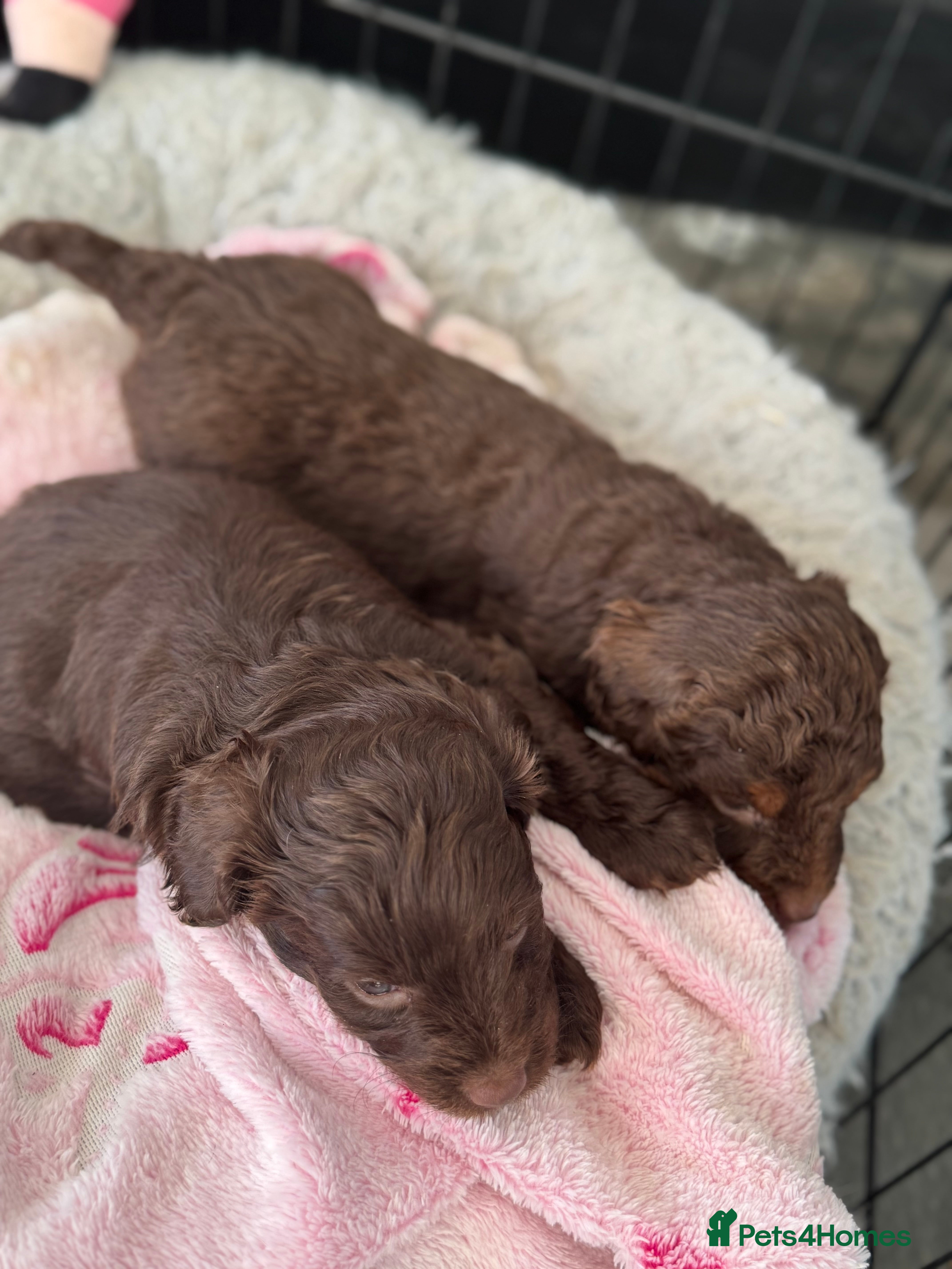 Aussiedoodle dogs Aussiedoodle MINIATURE Pups - READY !! - Advert 1