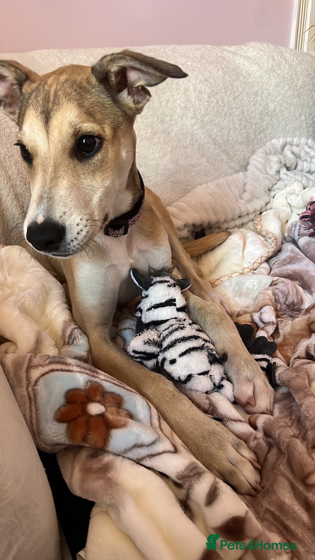 Mixed Breed dogs Staffy x Lurcher Puppy - Advert 1