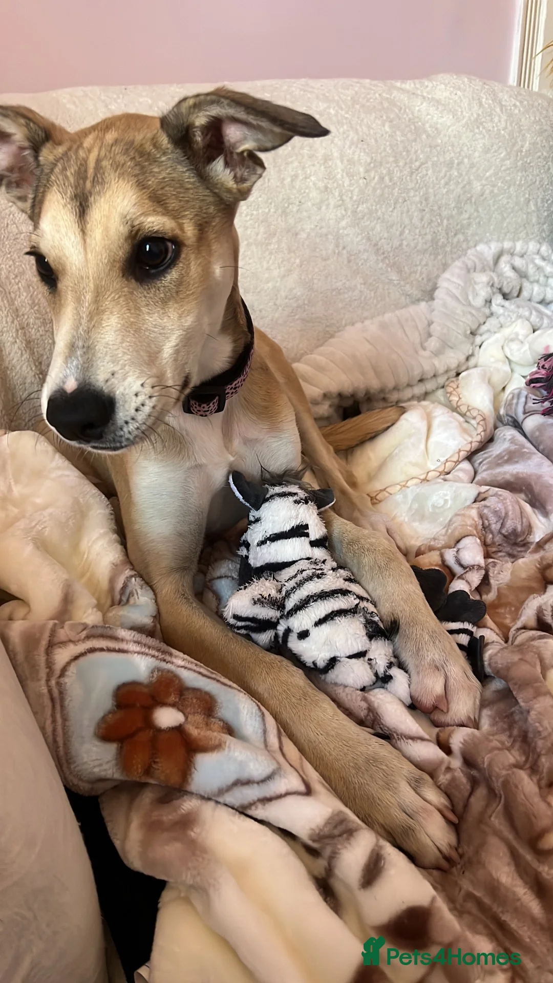 Mixed Breed dogs for sale: Staffy x Lurcher Puppy in Newcastle upon Tyne - Advert 1
