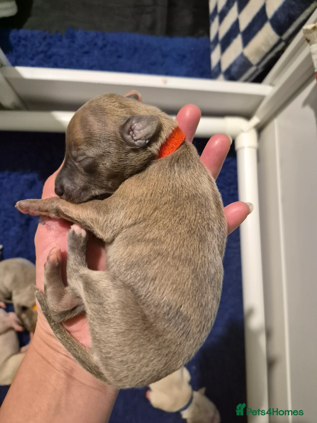 Whippet dogs for sale: KC Whippet Puppies: Champion Bloodlines - Advert 8