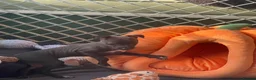 Italian Greyhound dogs for sale: 🐾✨Gorgeous KC Italian greyhound licensed breeder  - Advert 12
