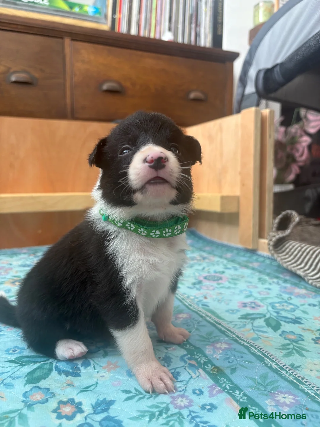 Border Collie dogs for sale: Working Line Border Collies - 1 girl left 💚 - Advert 2