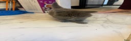 British Shorthair cats for sale: British short hair kittens  - Advert 12