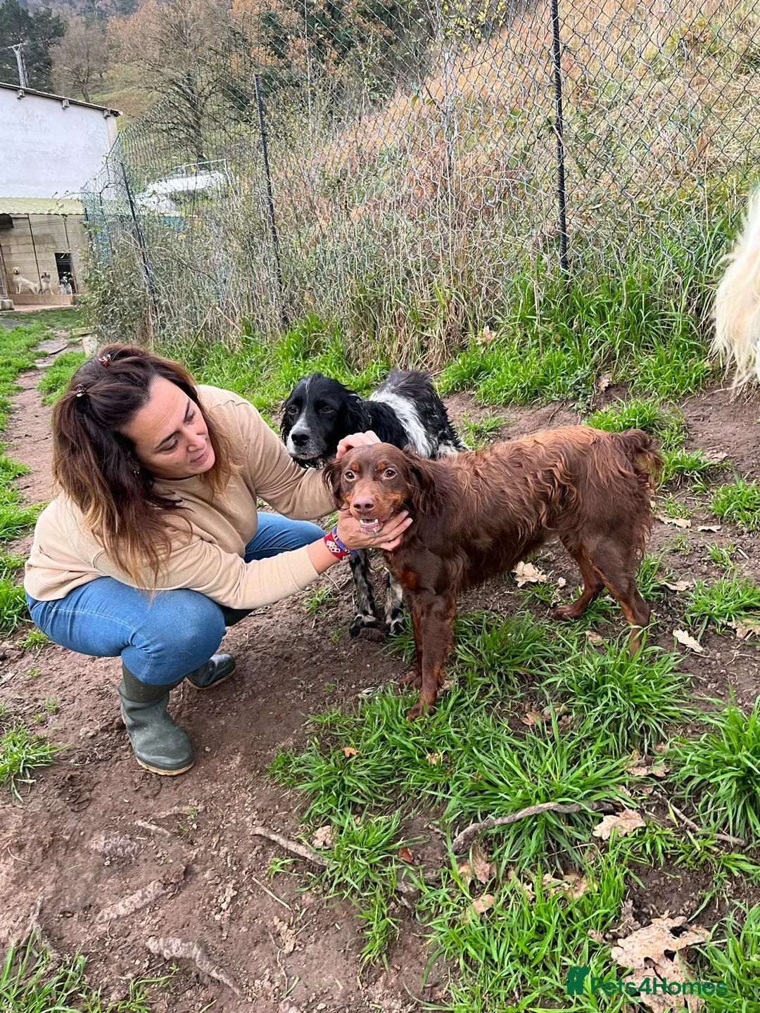 English Setter dogs for adoption: Jara   - Advert 5
