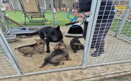 German Shepherd dogs for sale: Super Working Line German Shepherd Puppies - Image 9