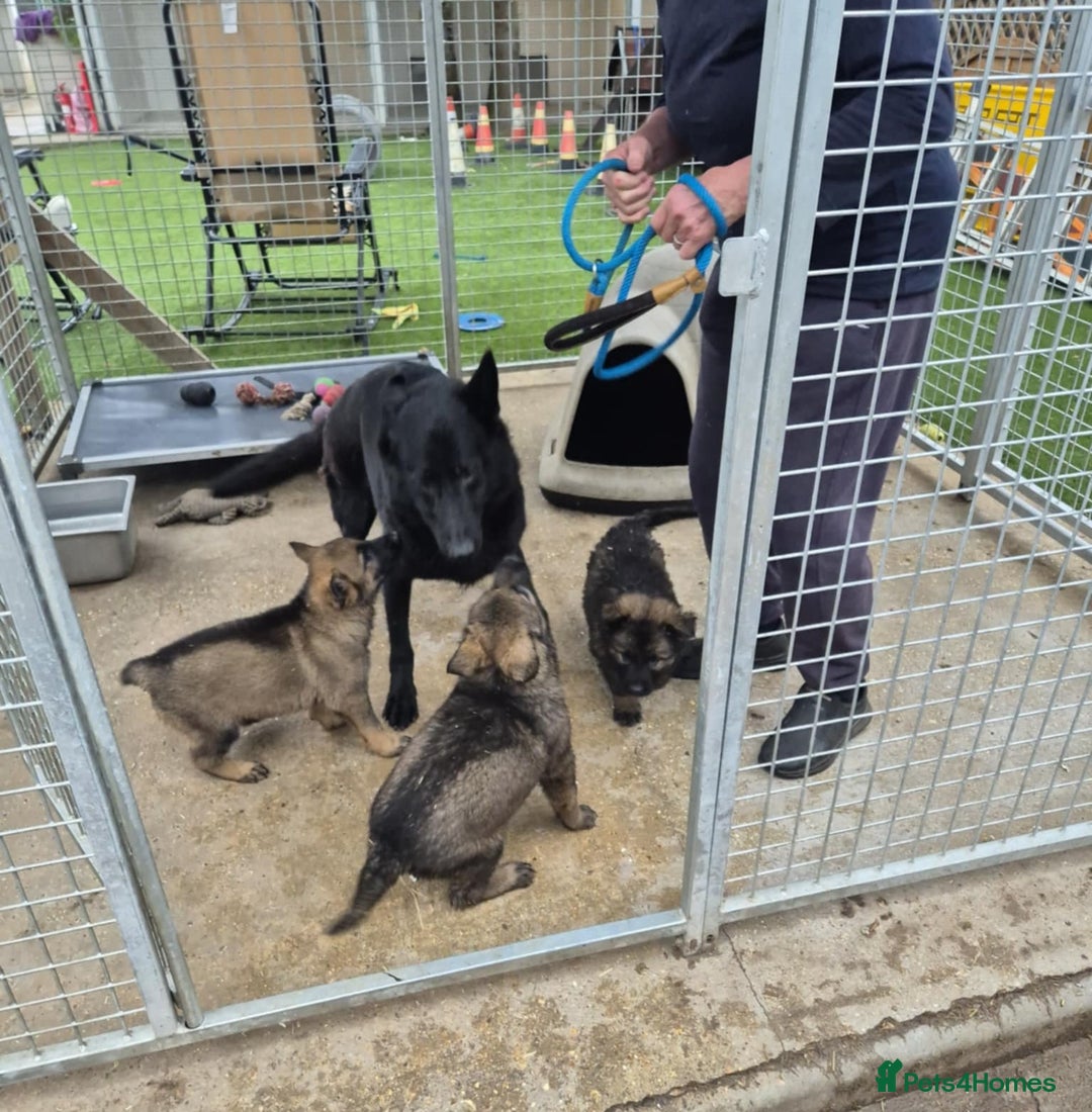 German Shepherd dogs for sale: Super Working Line German Shepherd Puppies - Image 9