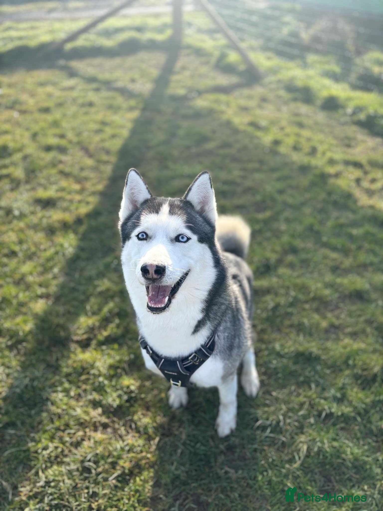 Siberian Husky dogs BLUE EYED HUSKY FOR STUD in Doncaster - Advert 4