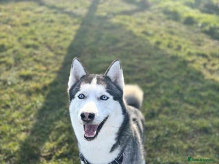 Siberian Husky dogs in Doncaster - Advert 29