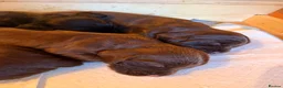 Cocker Spaniel dogs for sale: Cocker Spaniel Puppies - working type - Advert 10