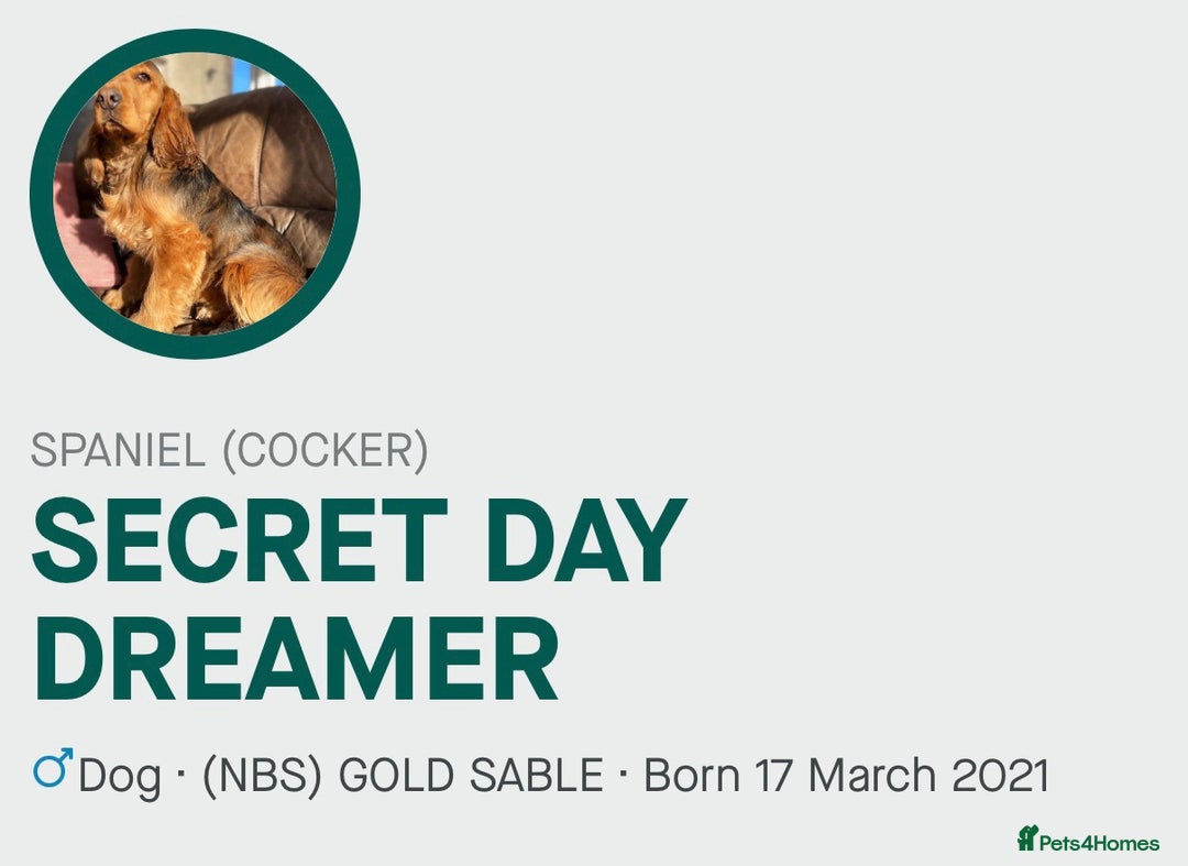 Cocker Spaniel dogs for sale: STUNNING SABLE COCKER BOY  - Advert 2