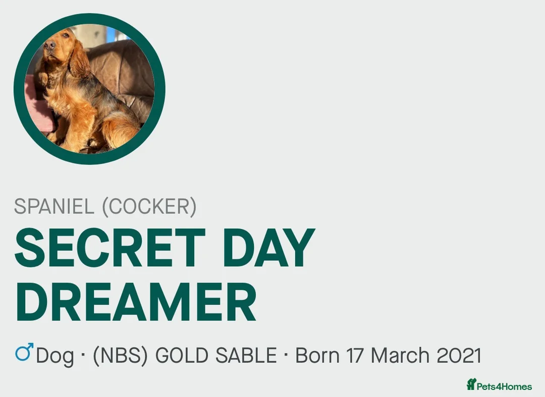 Cocker Spaniel dogs for sale: STUNNING SABLE COCKER BOY  - Advert 2