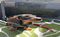 Dachshund dogs for stud: Standard wire haired Dachshund  - Image 8