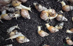 Snails invertebrates for sale: Achatina fulica sp. Jadatzi snails pairs only  - Image 4