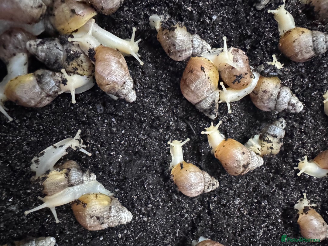 Snails invertebrates for sale: Achatina fulica sp. Jadatzi snails pairs only  - Image 4