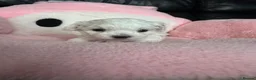 Maltese dogs for sale: 😍Tiny gorgeous Maltese puppies🥰  - Advert 14