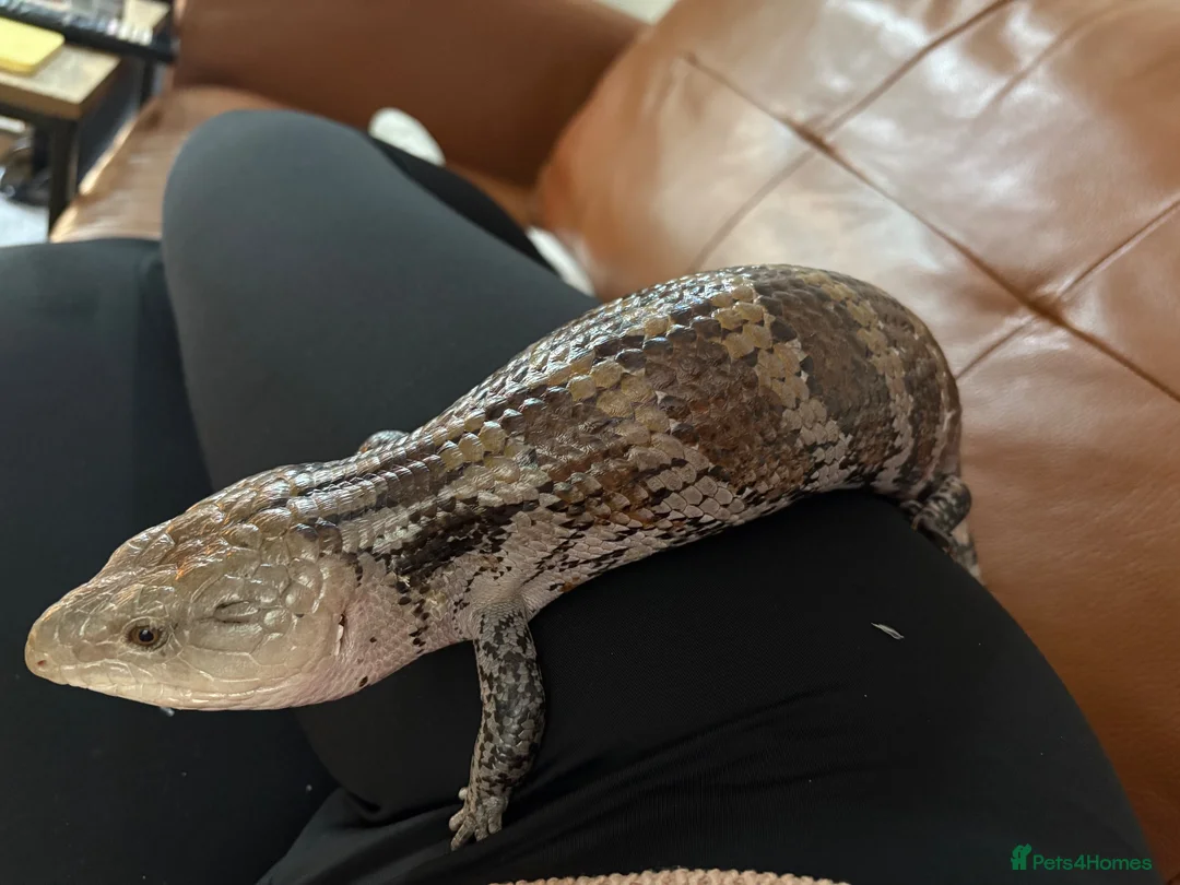 Skink reptiles for sale: Female Blue tongues skink and enclosure - Advert 2