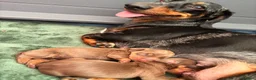 Miniature Dachshund dogs for sale: Miniature smooth chocolate dachshund - Advert 2
