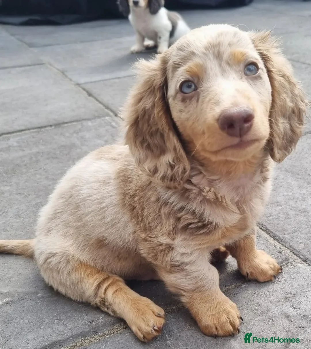 Miniature Dachshund dogs for stud: BLUE DAPPLE PIEBALD STUD CARRYING LONG HAIR CHOCO in Liverpool - Advert 12