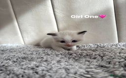 Ragdoll cats for sale: Five Beautiful Pure Breed Ragdoll Kittens🤍 - Image 28