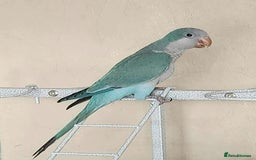 Parrots birds for sale: Pair dna sexed quaker parrots - Image 1