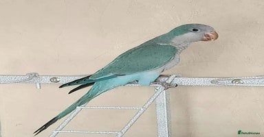 Parrots birds Pair dna sexed quaker parrots - Advert 1