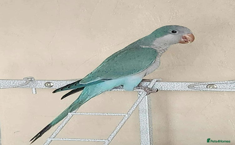 Parrots birds - Advert 1