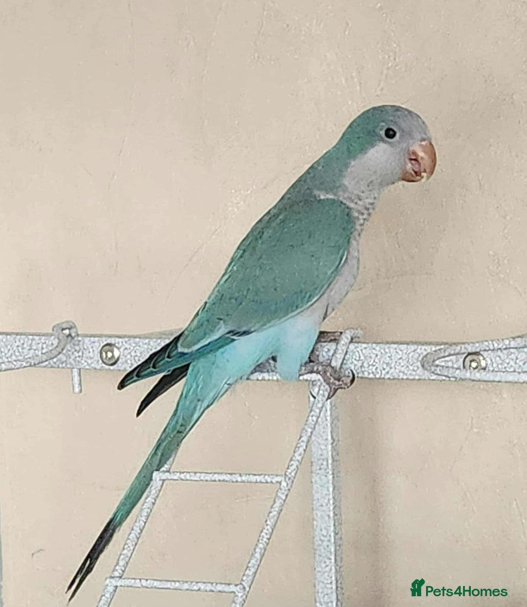 Parrots birds for sale: Pair dna sexed quaker parrots - Image 1