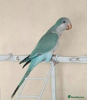 Parrots birds Pair dna sexed quaker parrots - Advert 4