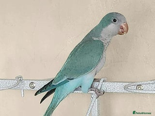 Parrots birds - Advert 2