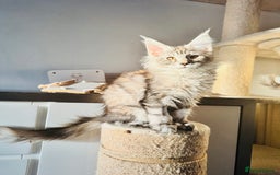 Maine Coon cats for sale: Maine coon polydactyl kittens DNA clear  - Image 3
