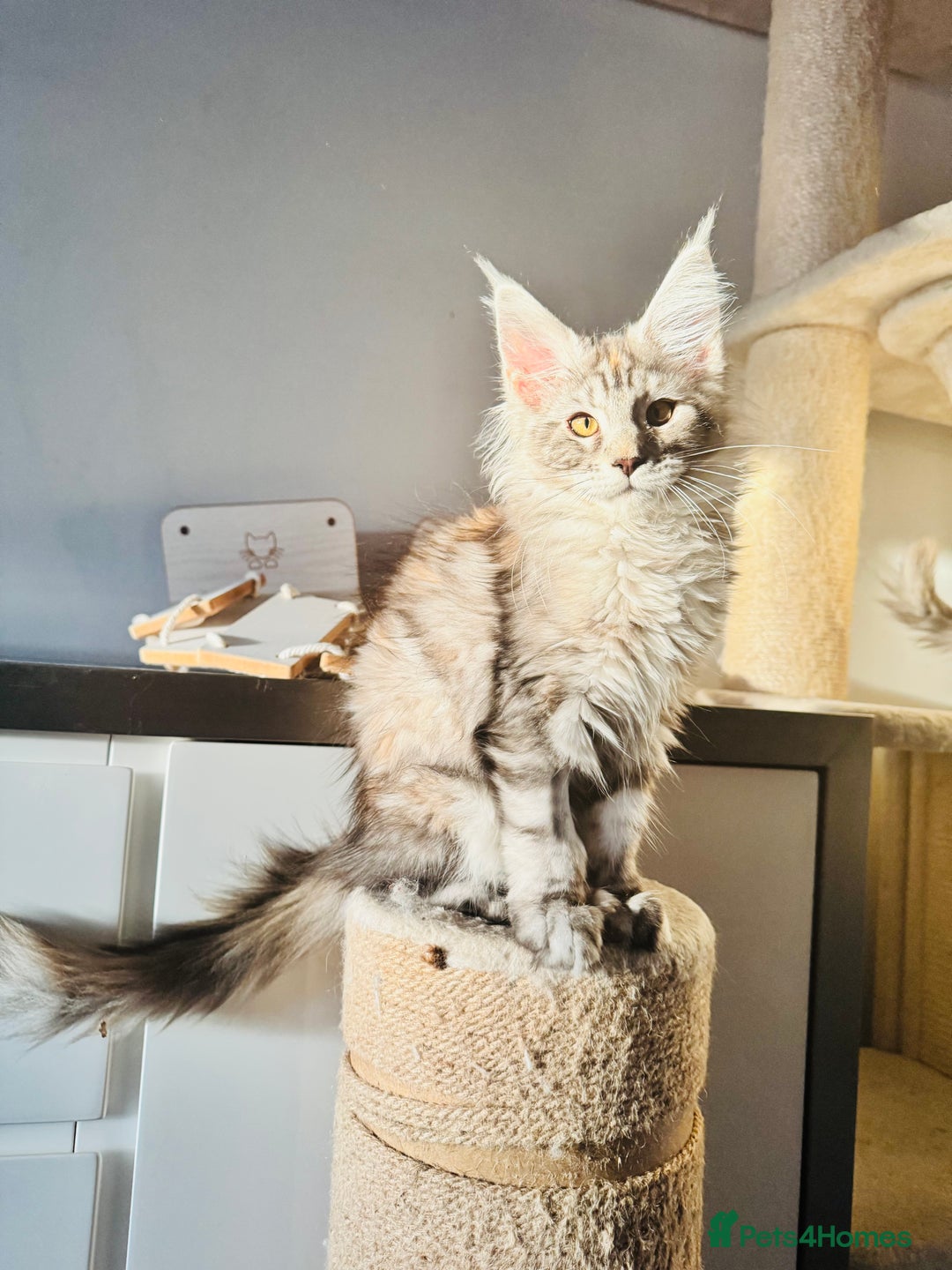 Maine Coon cats for sale: Maine coon polydactyl kittens DNA clear  - Image 3