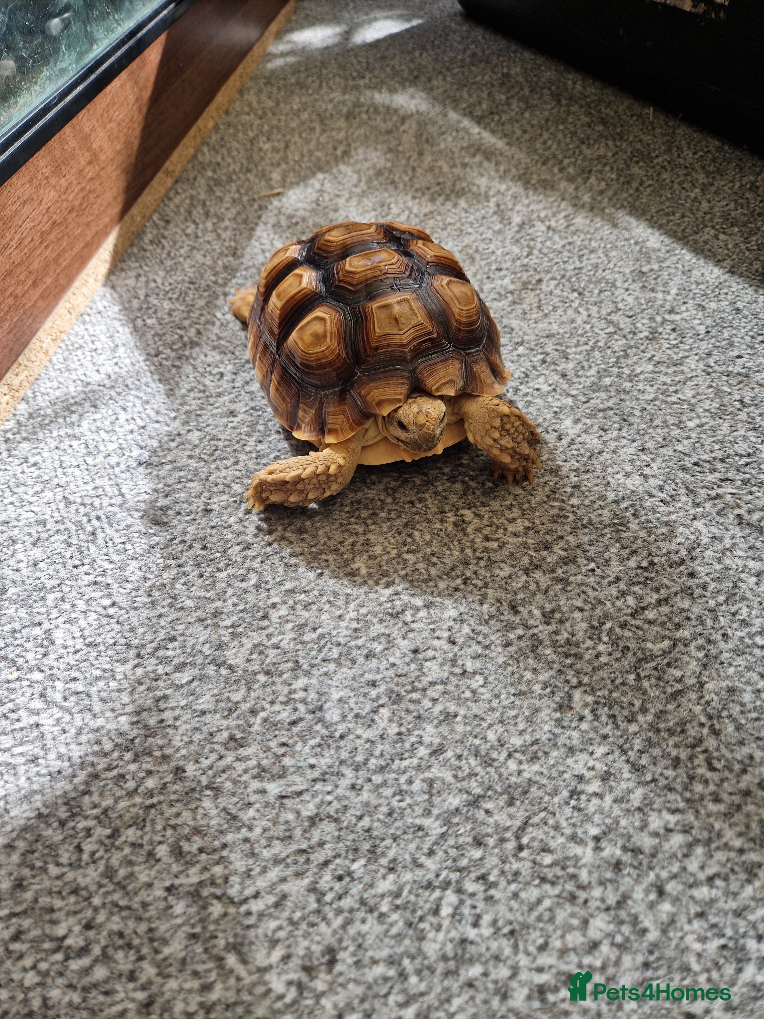 Tortoise reptiles Sulcata tortoise - Advert 6