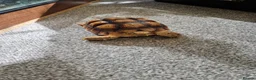 Tortoise reptiles for sale: Sulcata tortoise in Wrexham - Advert 1
