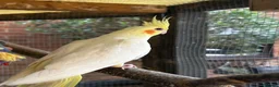 Cockatiels birds for sale: Baby Cockatiel’s in Ilkeston - Advert 4