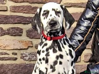 Dalmatian dogs Top quality Dalmatian puppies - Advert 5