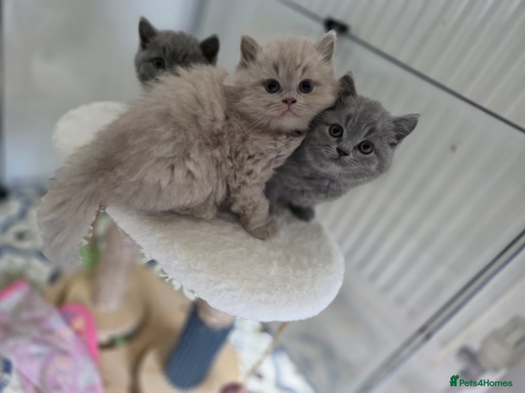 British Shorthair cats for sale: READY Pedigree British shorthair  - Image 11