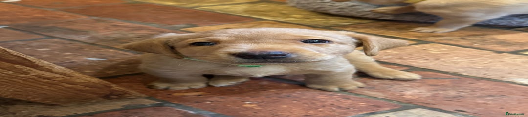 Labrador Retriever Puppy 2