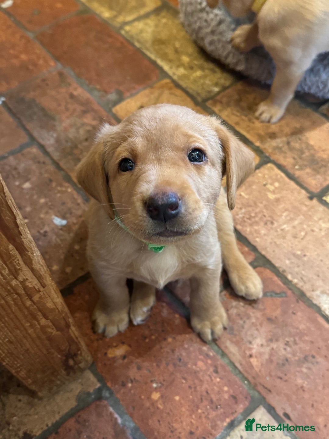 Labrador Retriever dogs for sale: 6 Pedigree Fox Red Labrador Puppies - Image 25